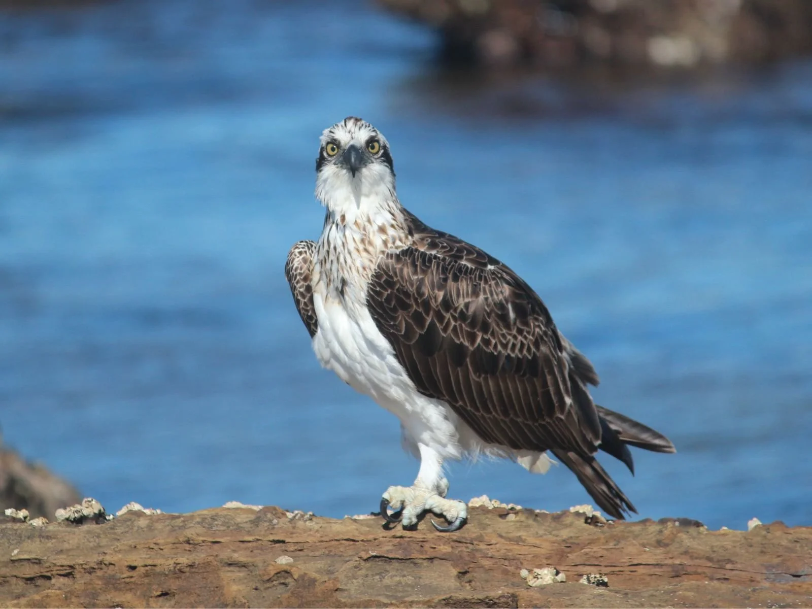 Osprey