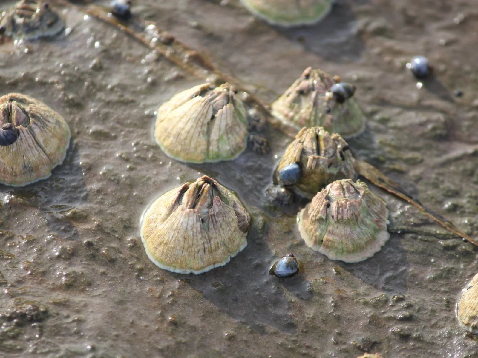 Barnacles