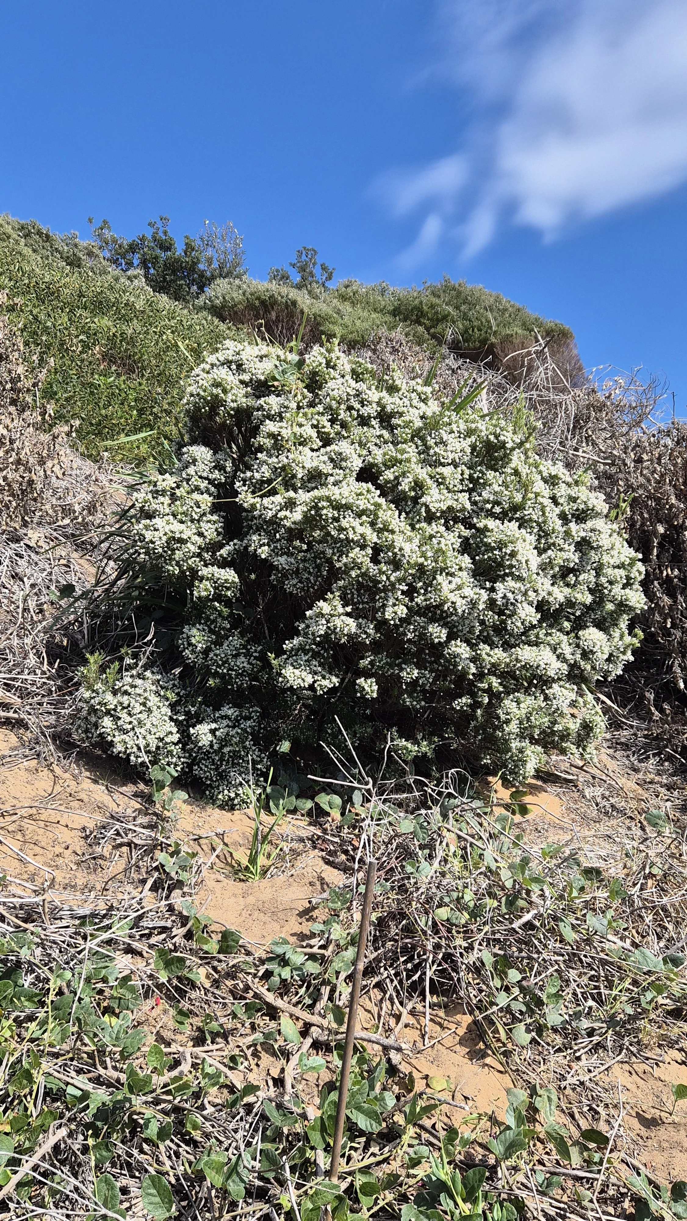 Leucopogon-parviflorus-in-flower.jpg