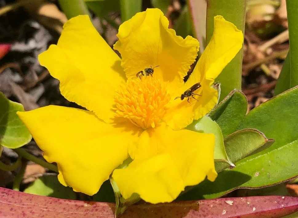 Lasioglossum bees