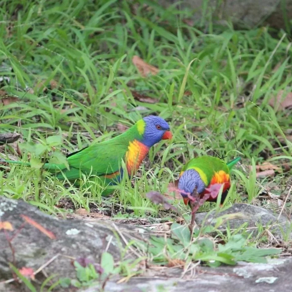 Rainbow Lorikeet