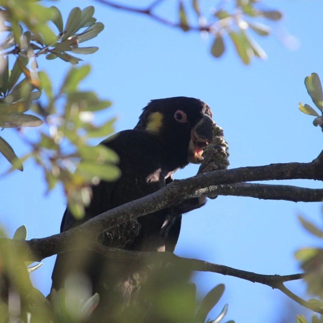 Yellow-tailed Black Cockatoo