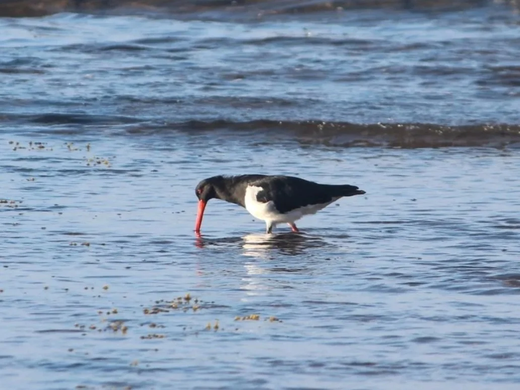Pied Oystercatcher