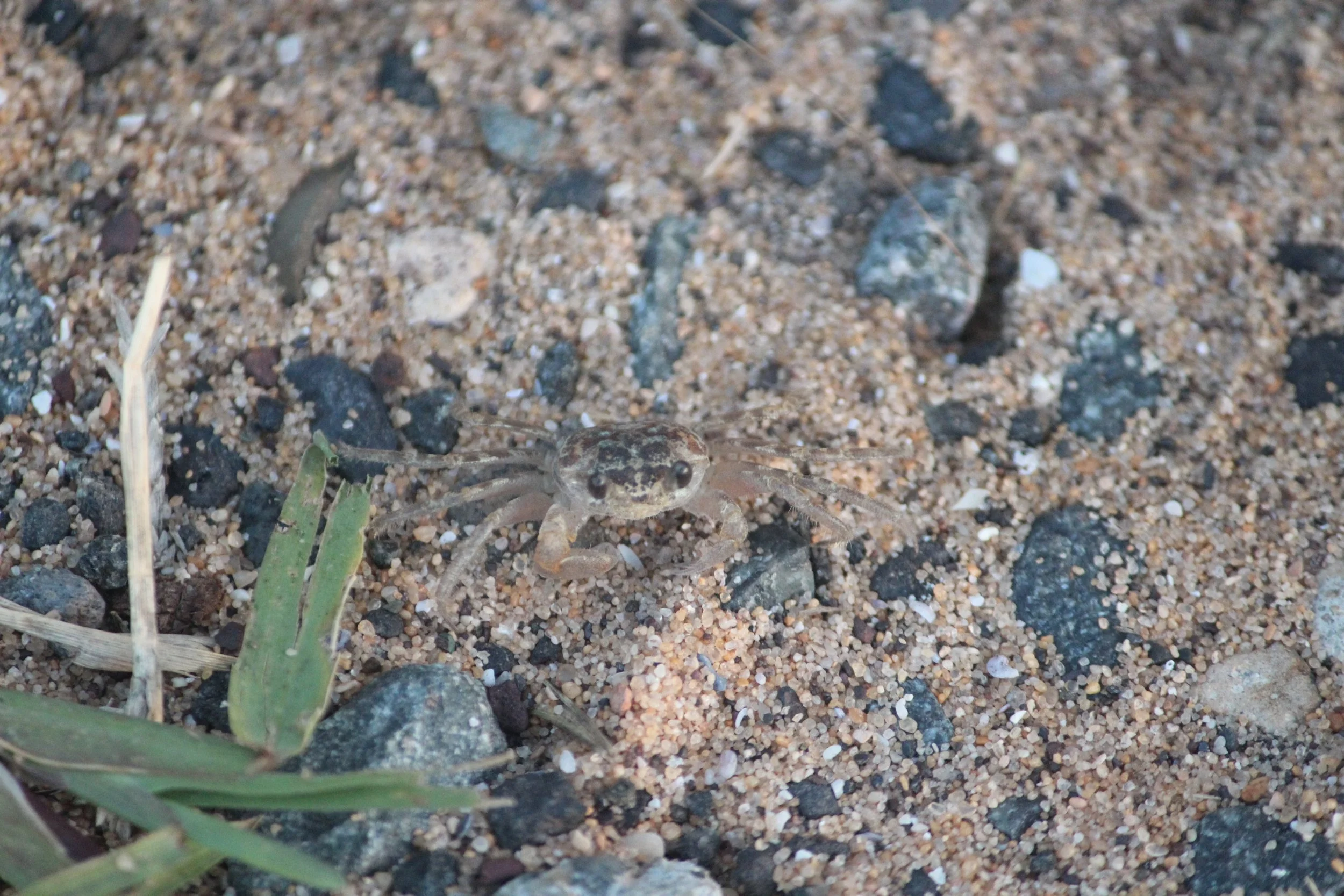 Ghost-Crab-on-sand.JPG