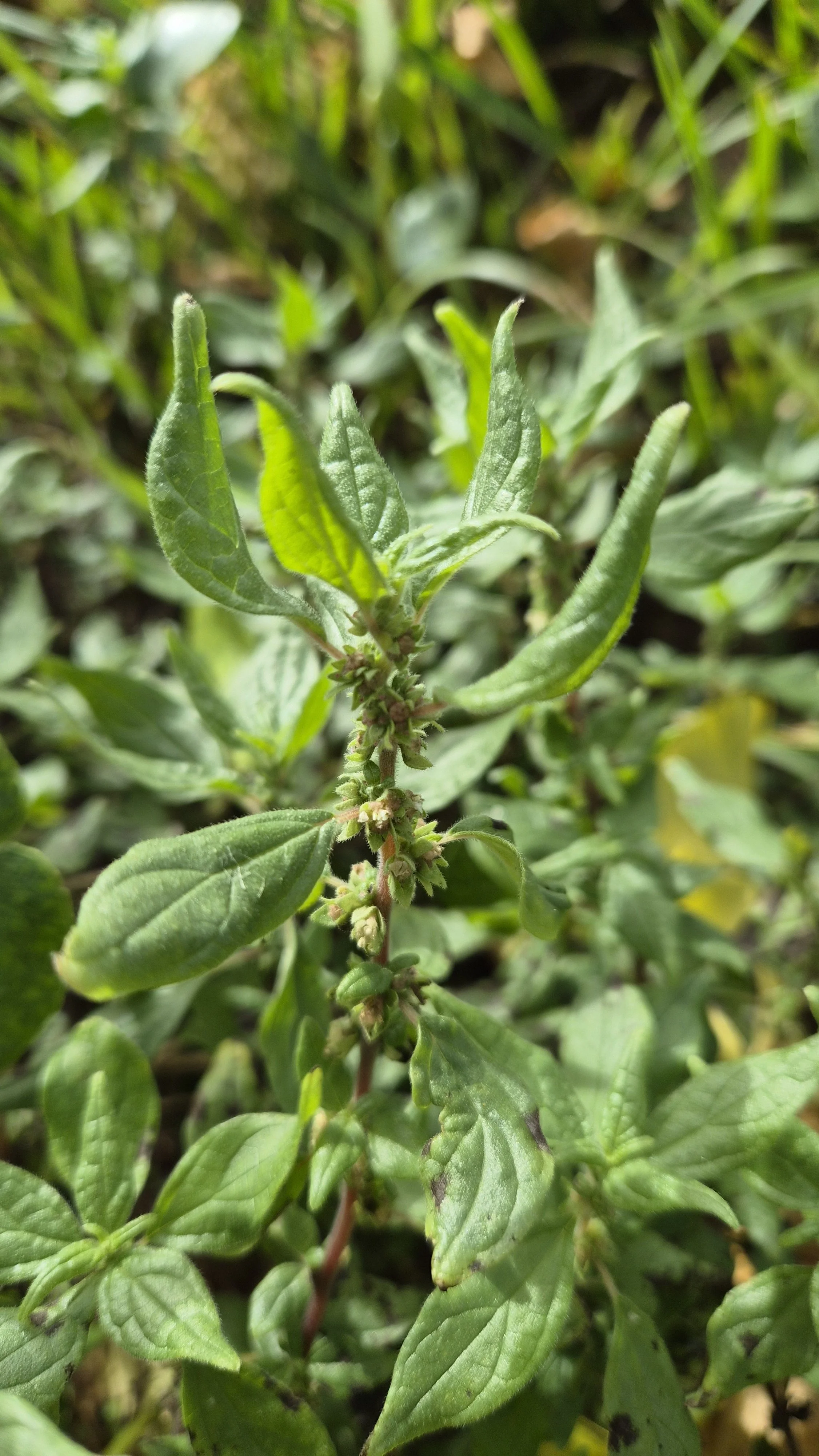 Asthma Weed (Sticky weed)