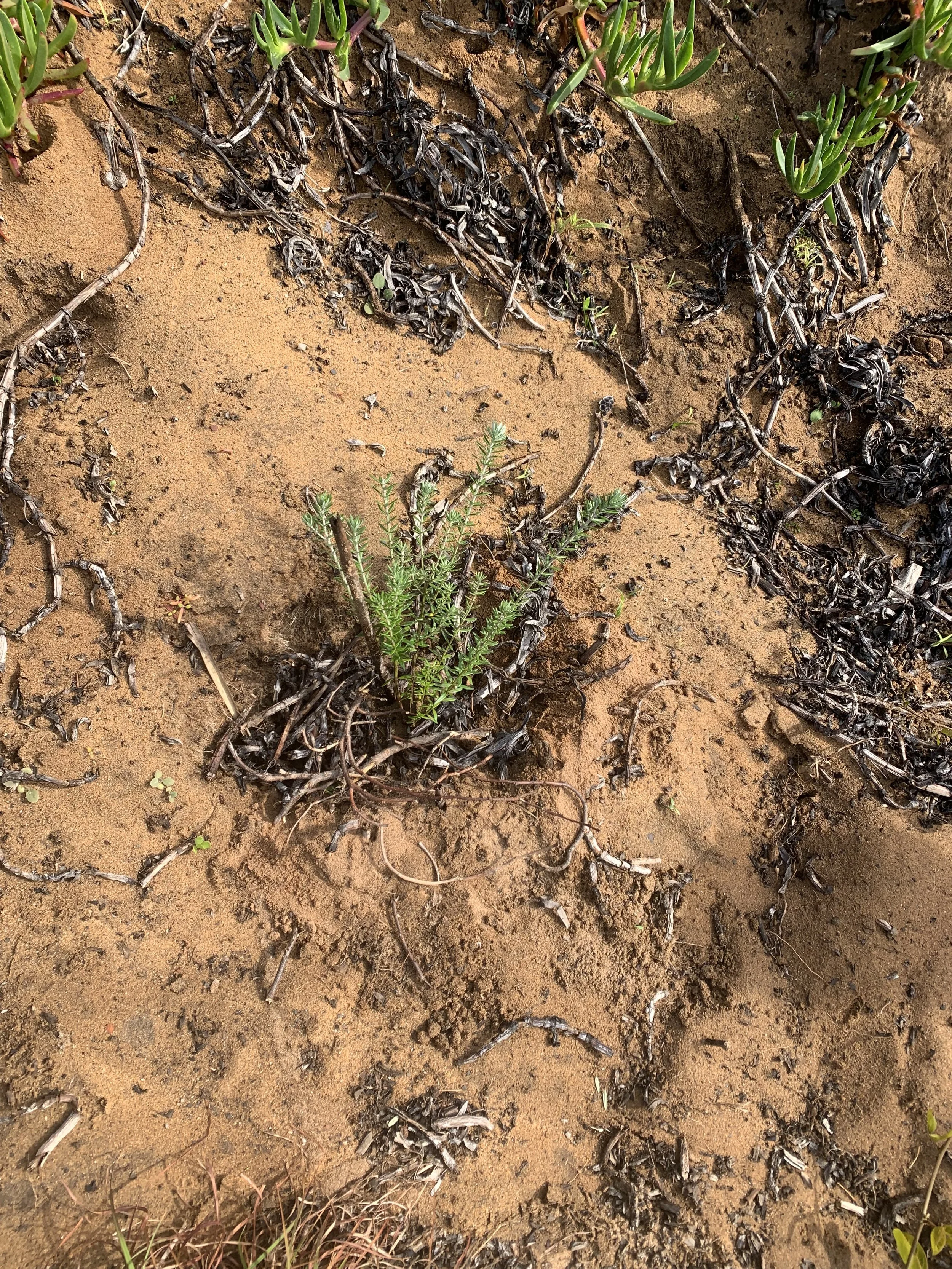 Planted-native-tube-stock-1.jpg