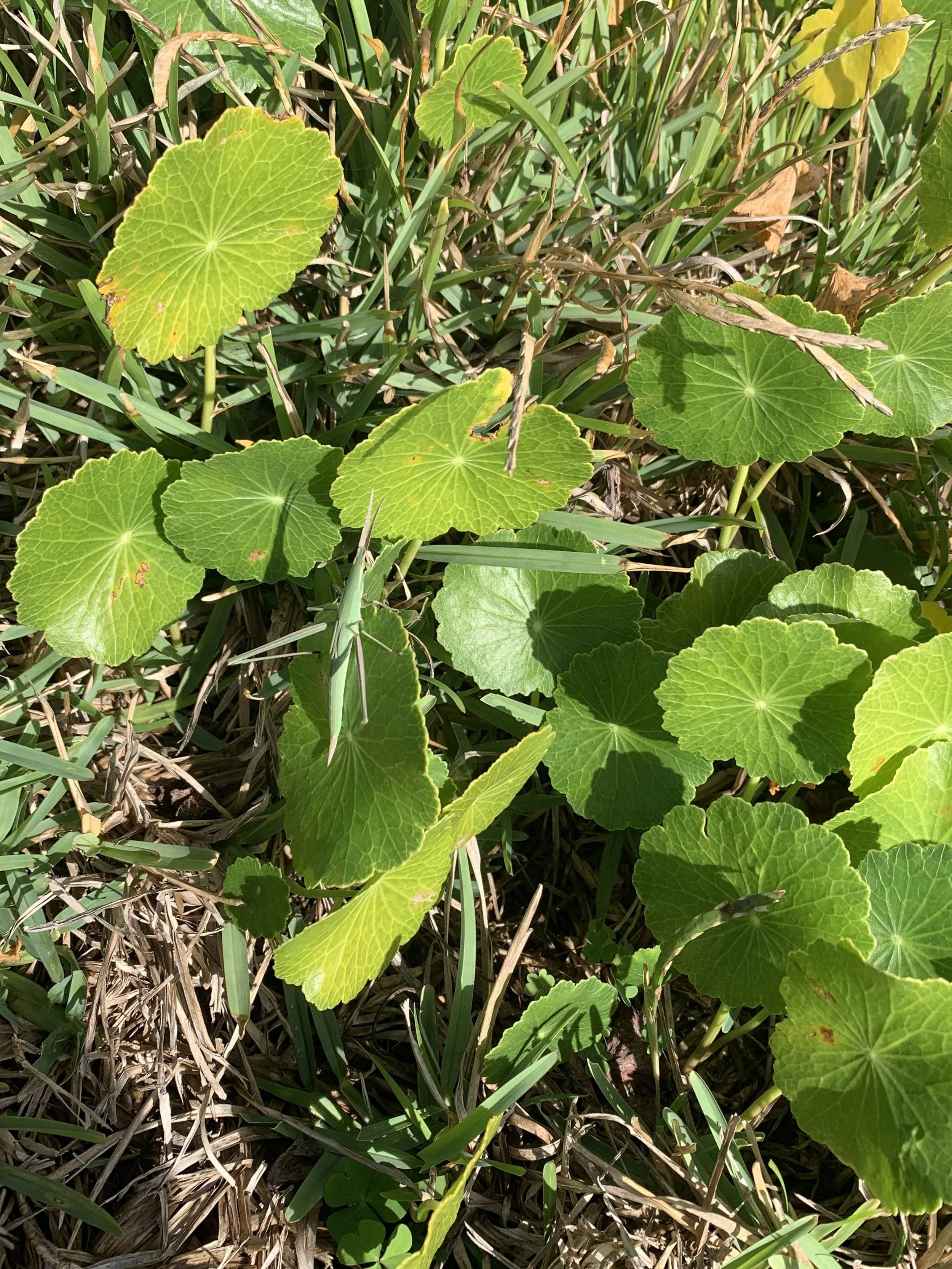 Giant-Green-Slantface-Acrida-conica.jpg