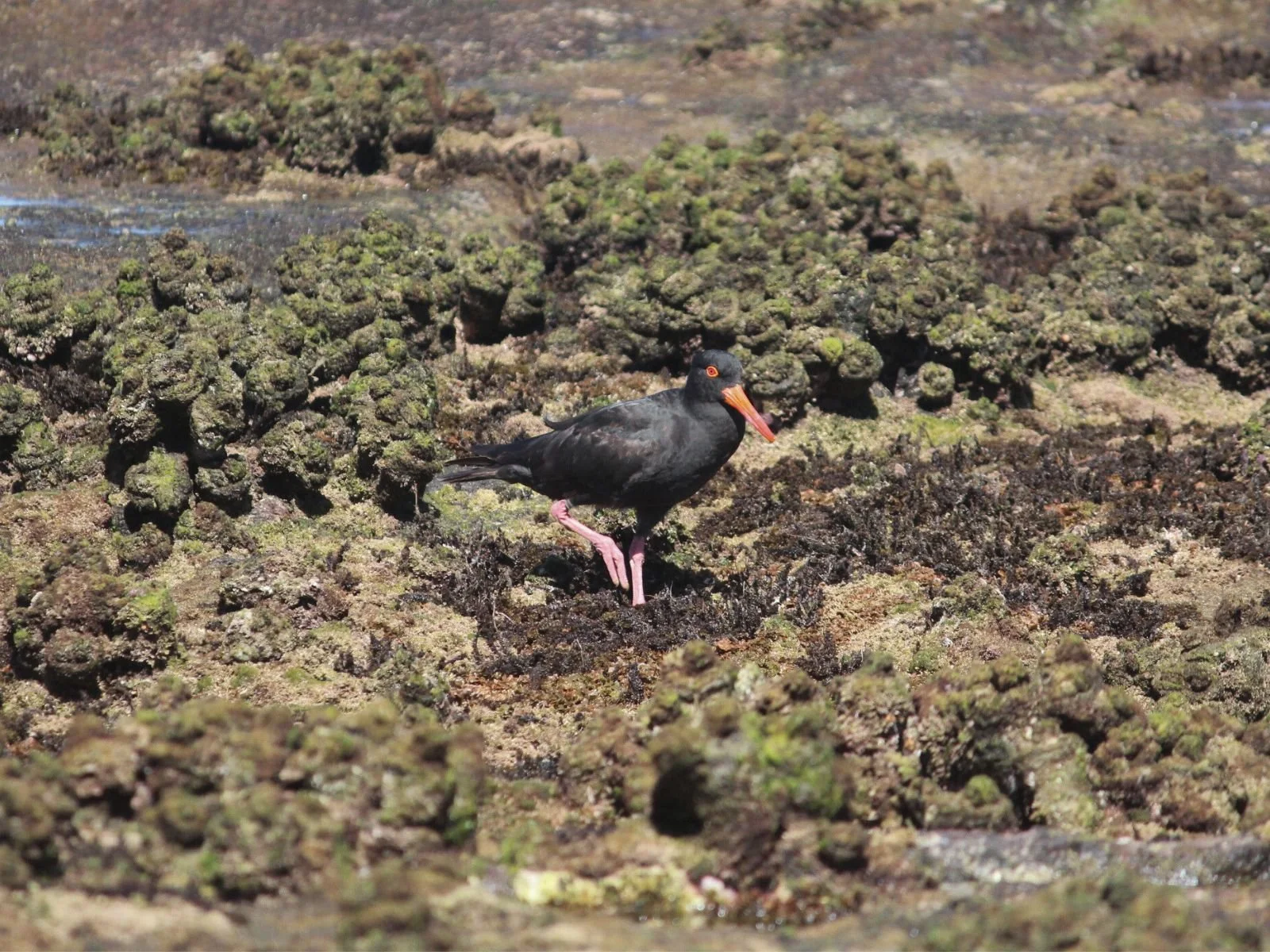 Sooty Oystercatcher