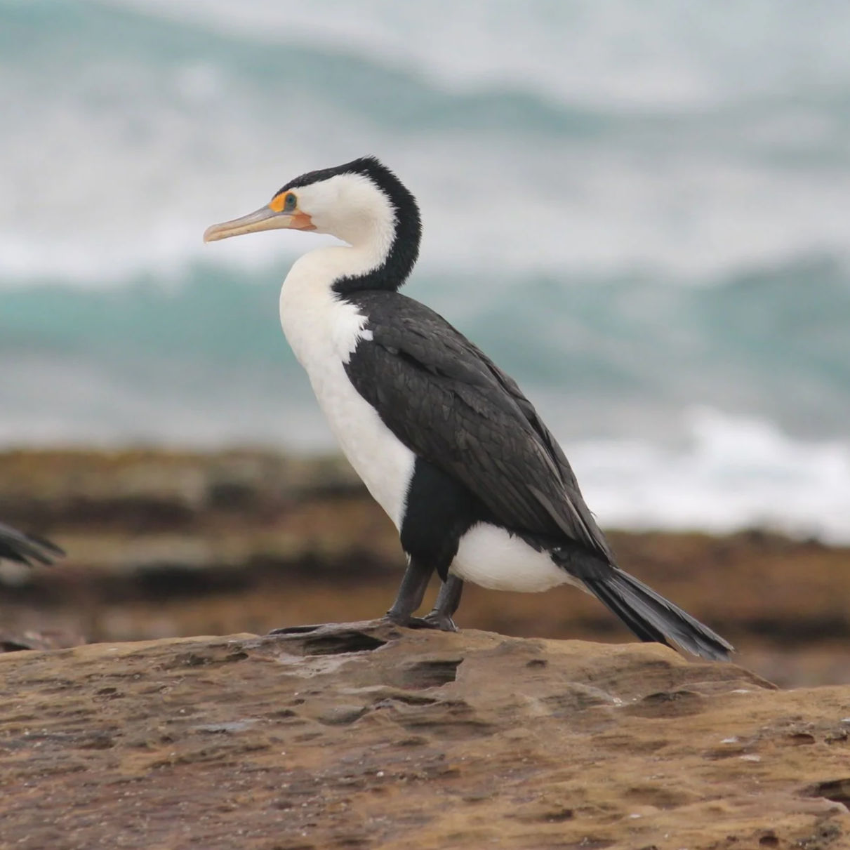 Pied Cormorant on rock