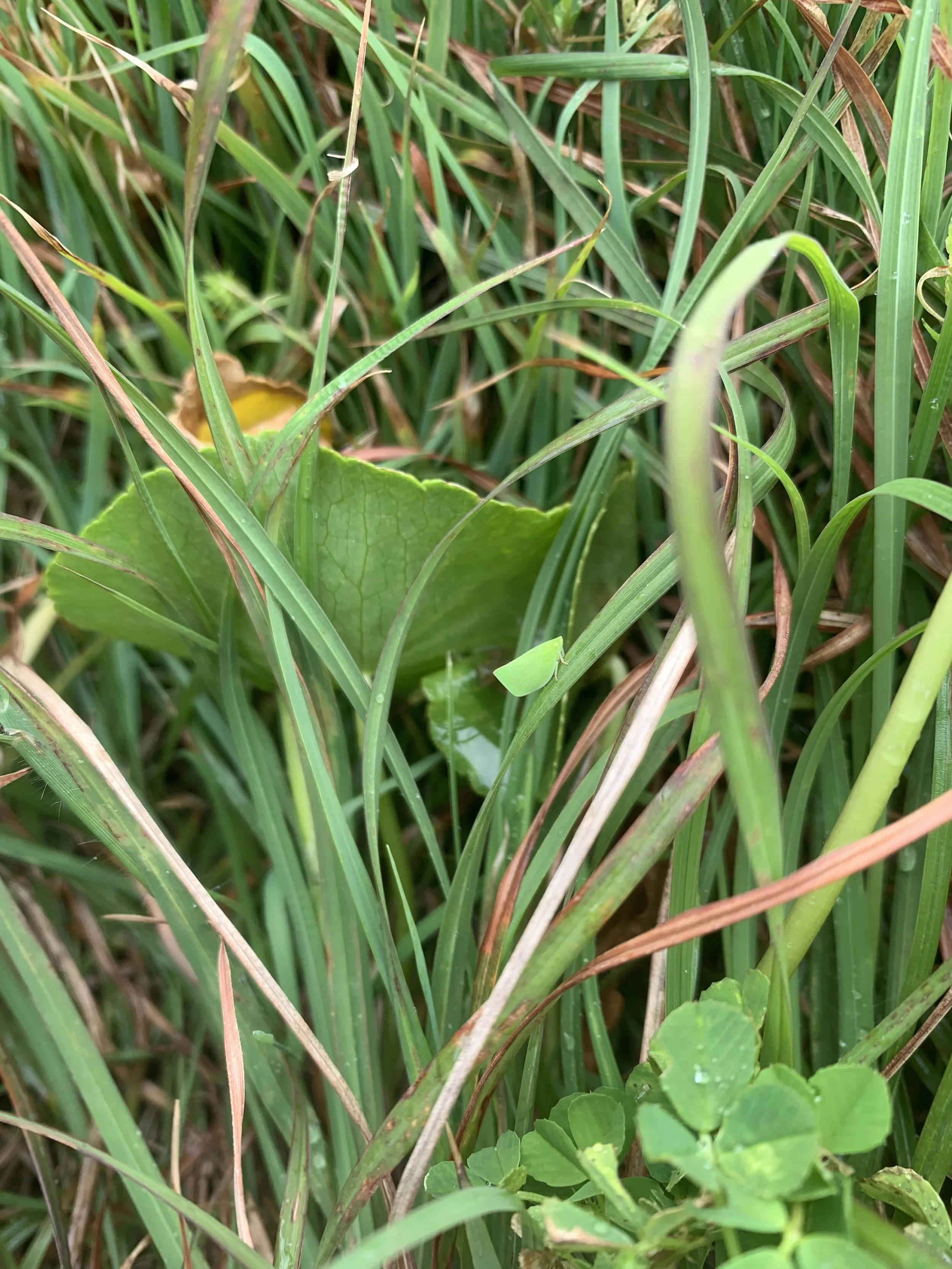 Torpedo-Bug-Siphanta-acuta-leaf-bug-on-blade-of-grass.jpg