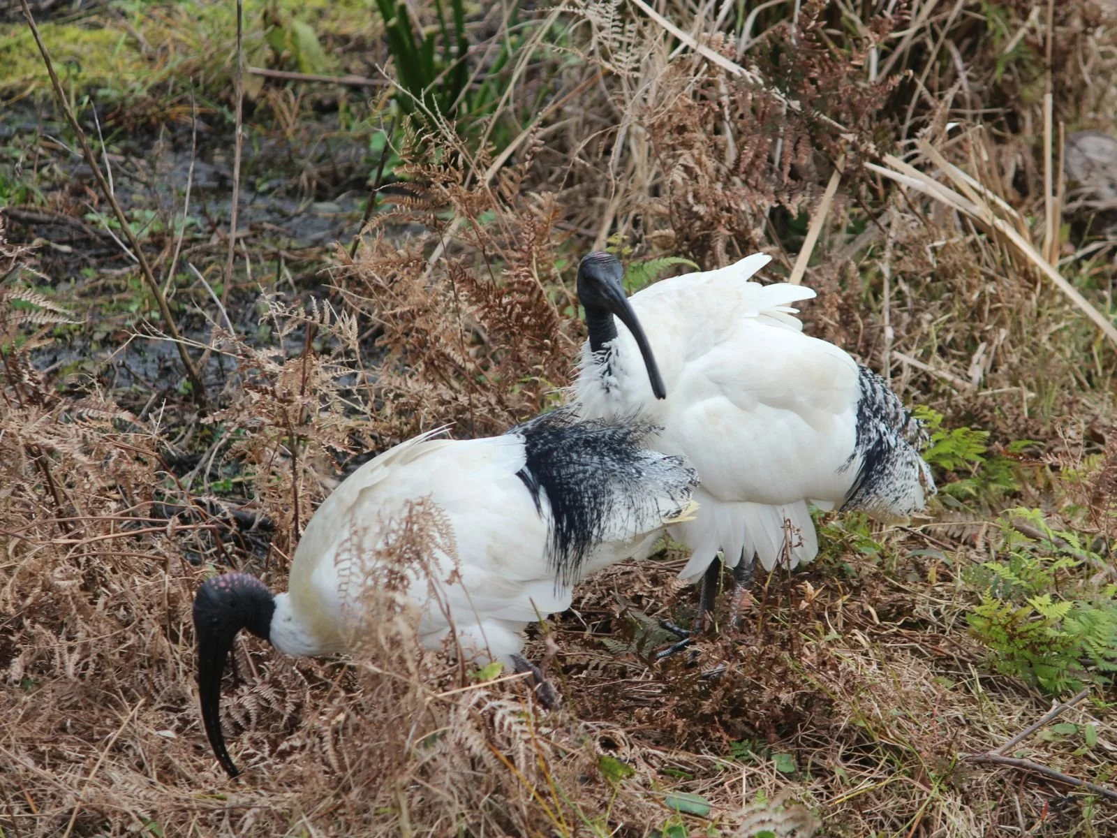 Australian White Ibis