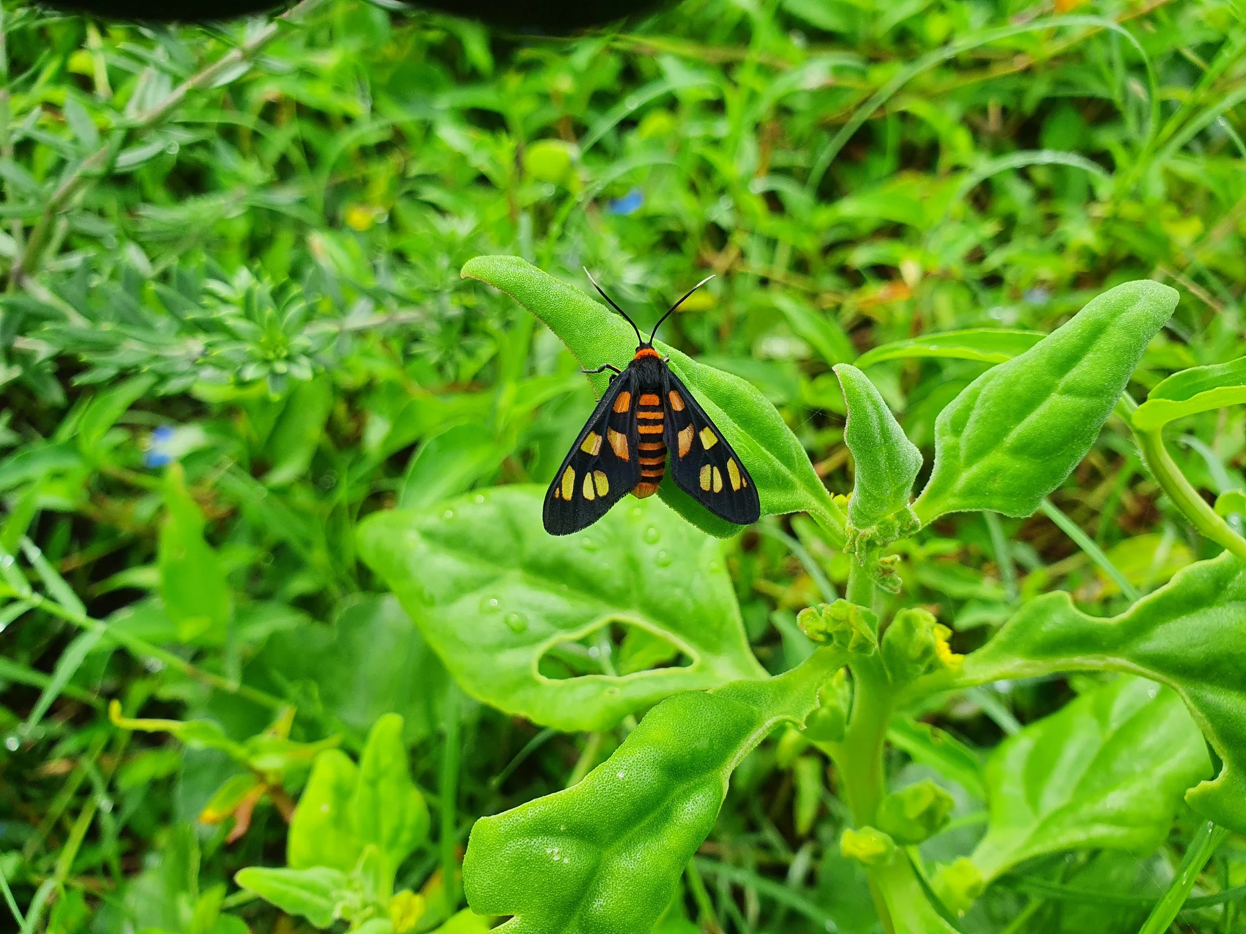 Tiger Moth