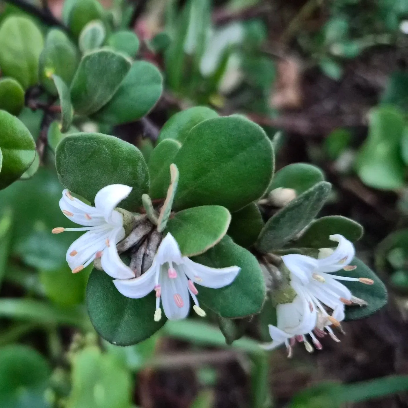 White Correa