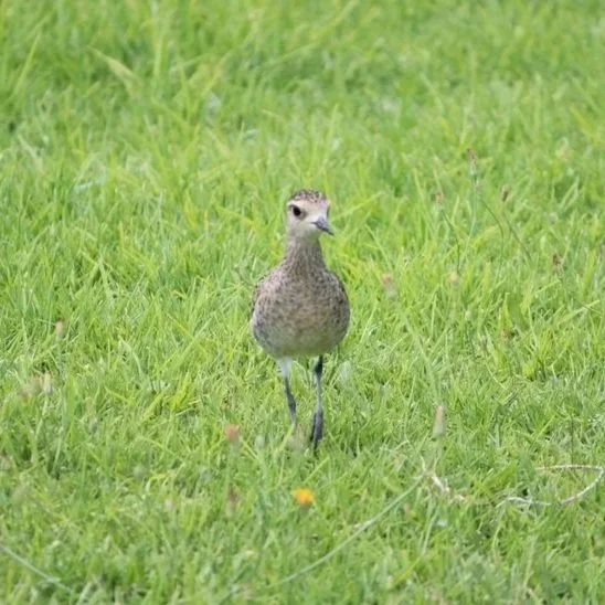Pacific Golden Plover female on grass