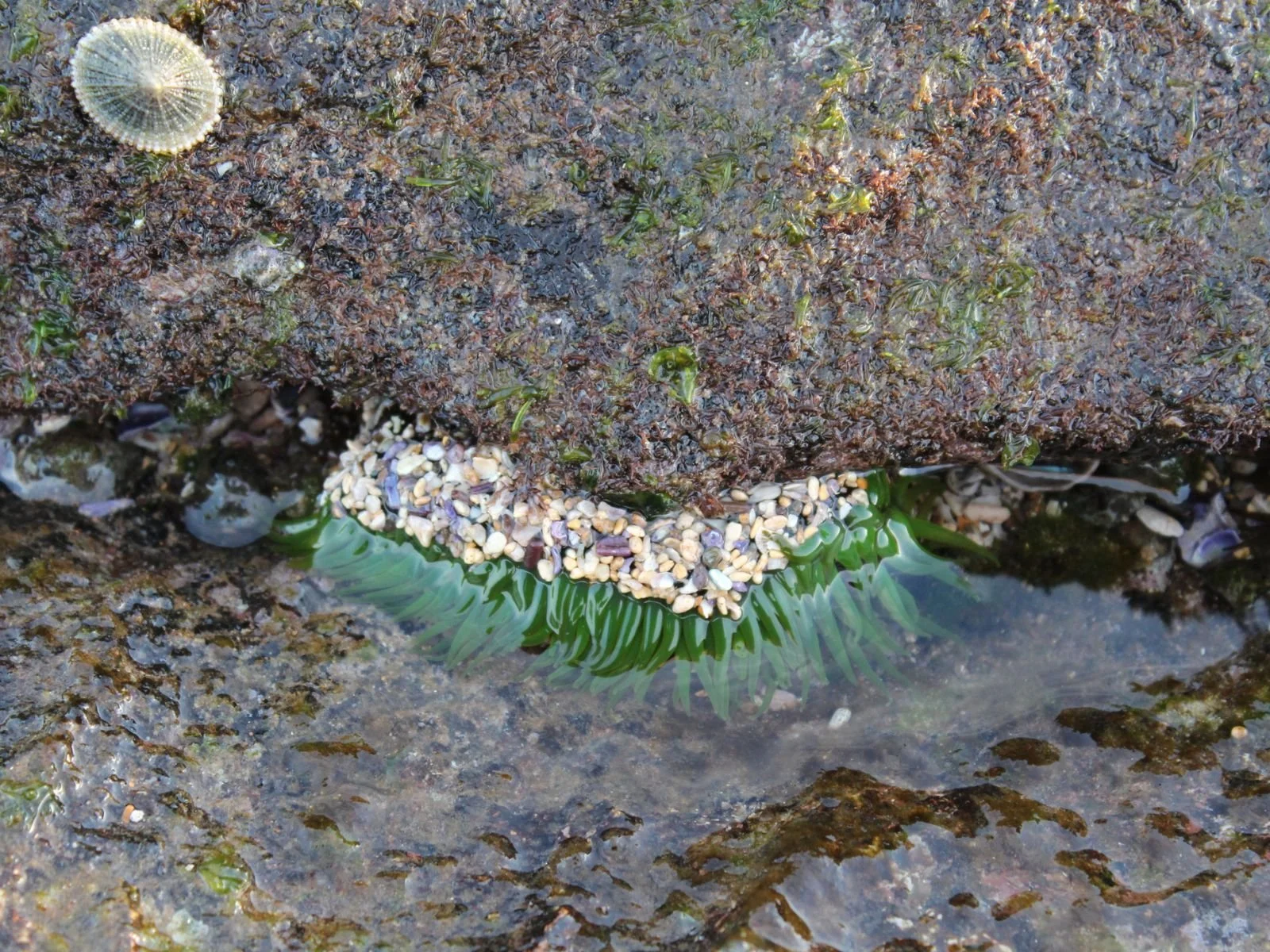 Sea Anemone
