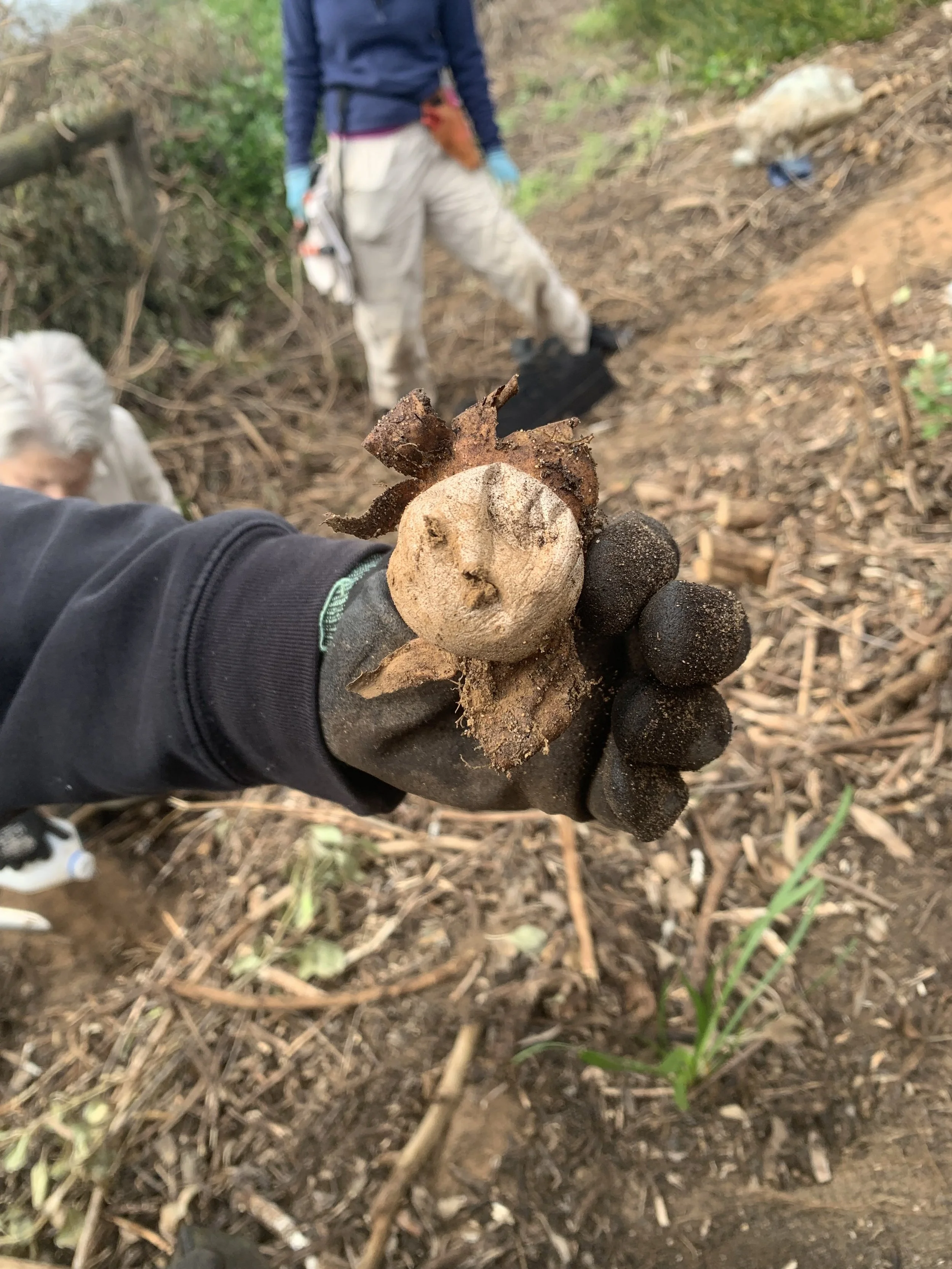 Earthstar-Geastraceae-Family.jpg