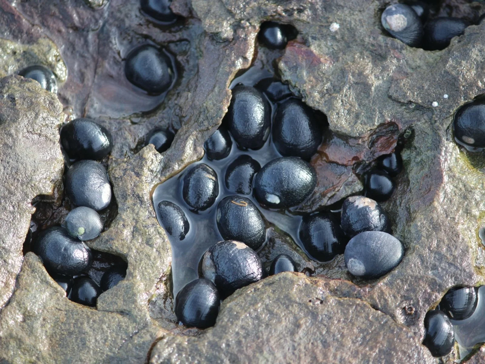Black Nerites
