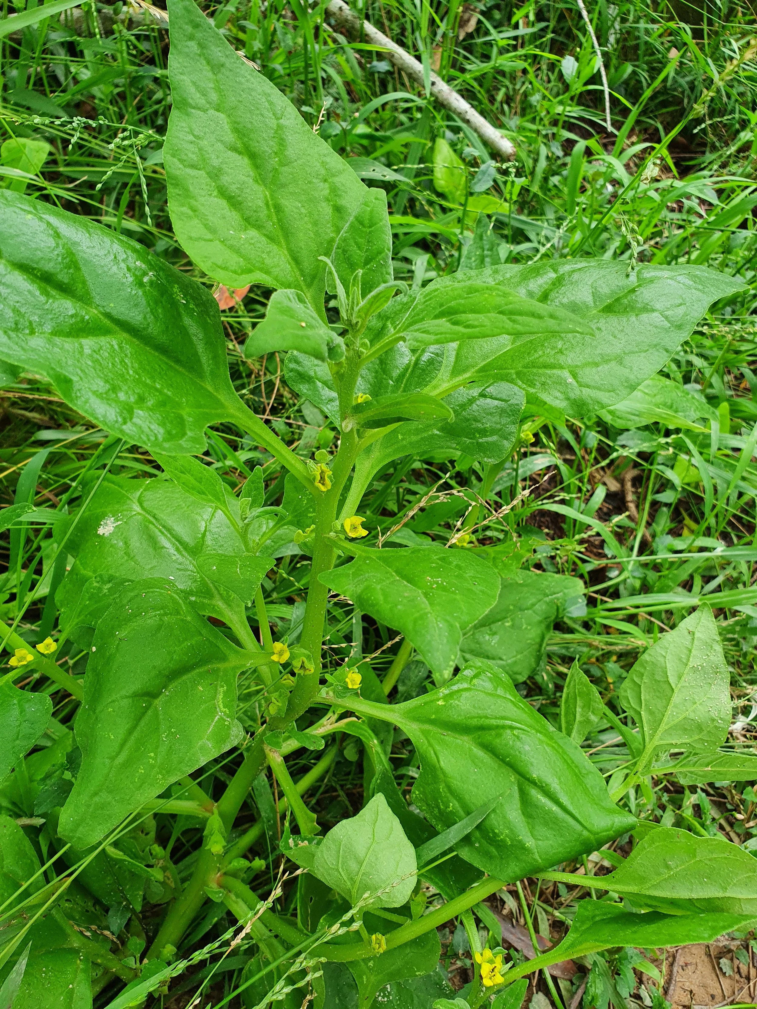 Warrigal Green plant also called Native spinach