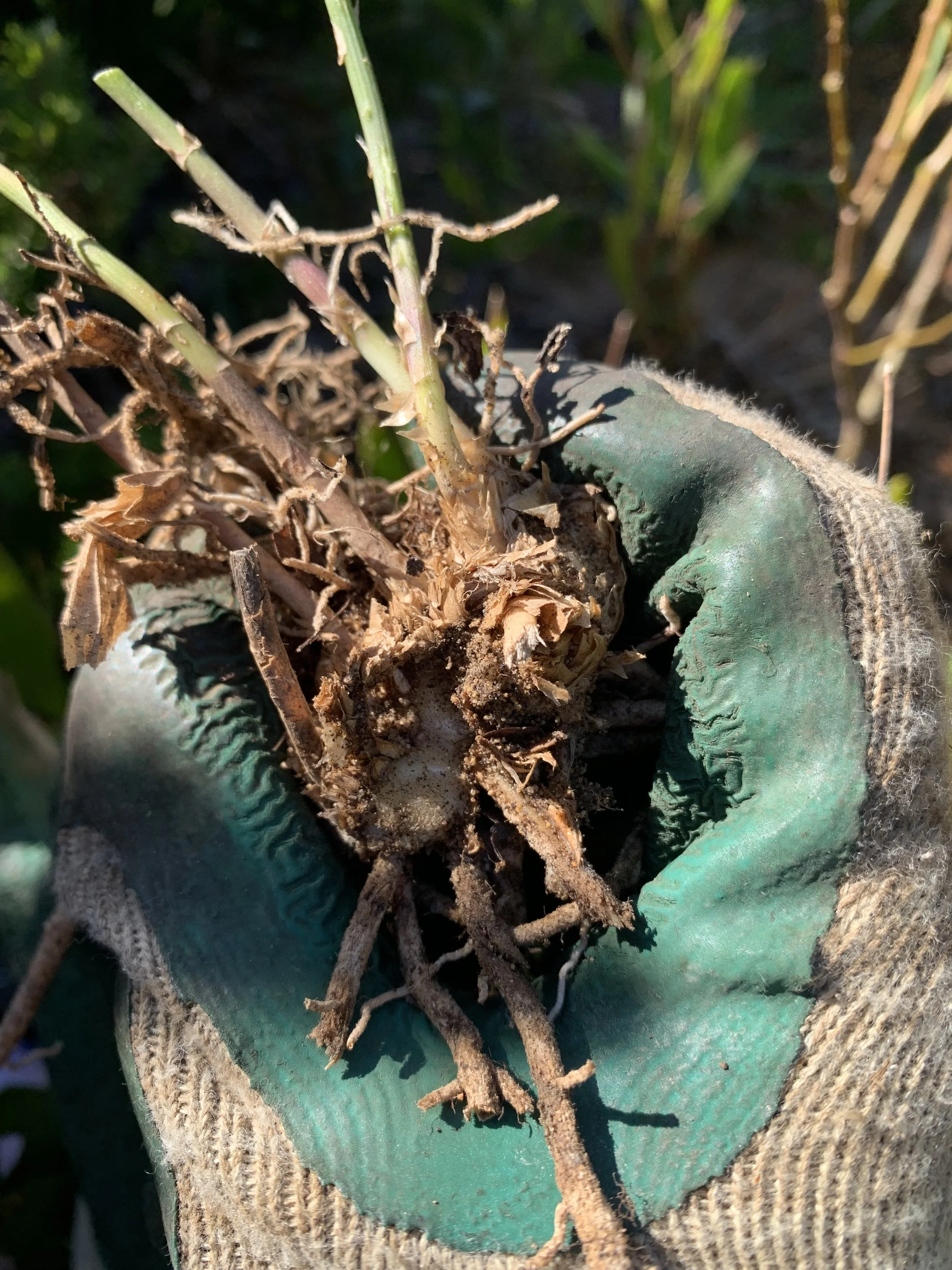 Asparagus fern bulb.jpg