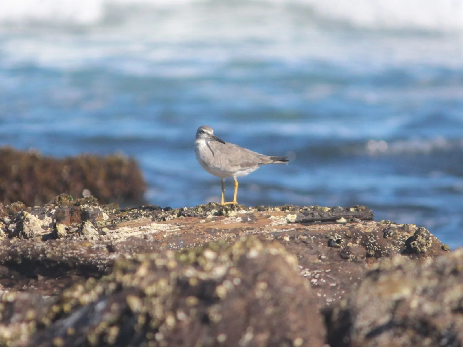 Grey-tailed Tattler