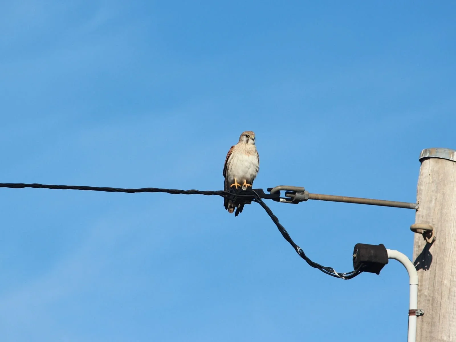 Australian Kestrel
