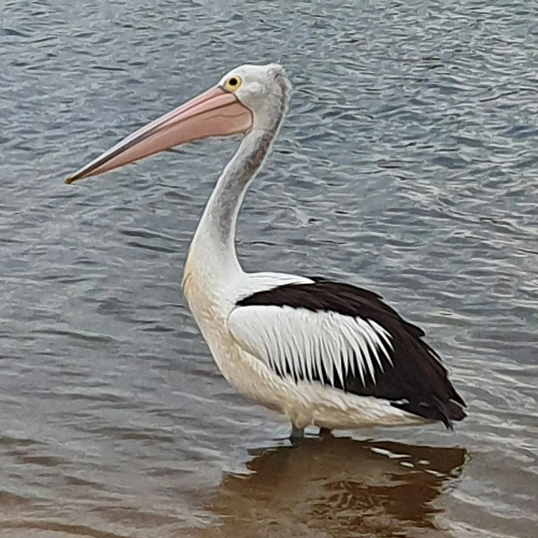 Australian Pelican