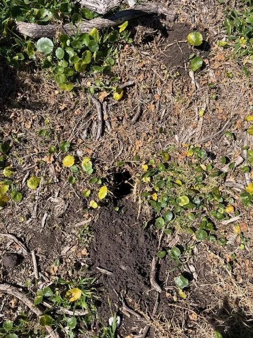 Bandicoot-hole-1.jpg
