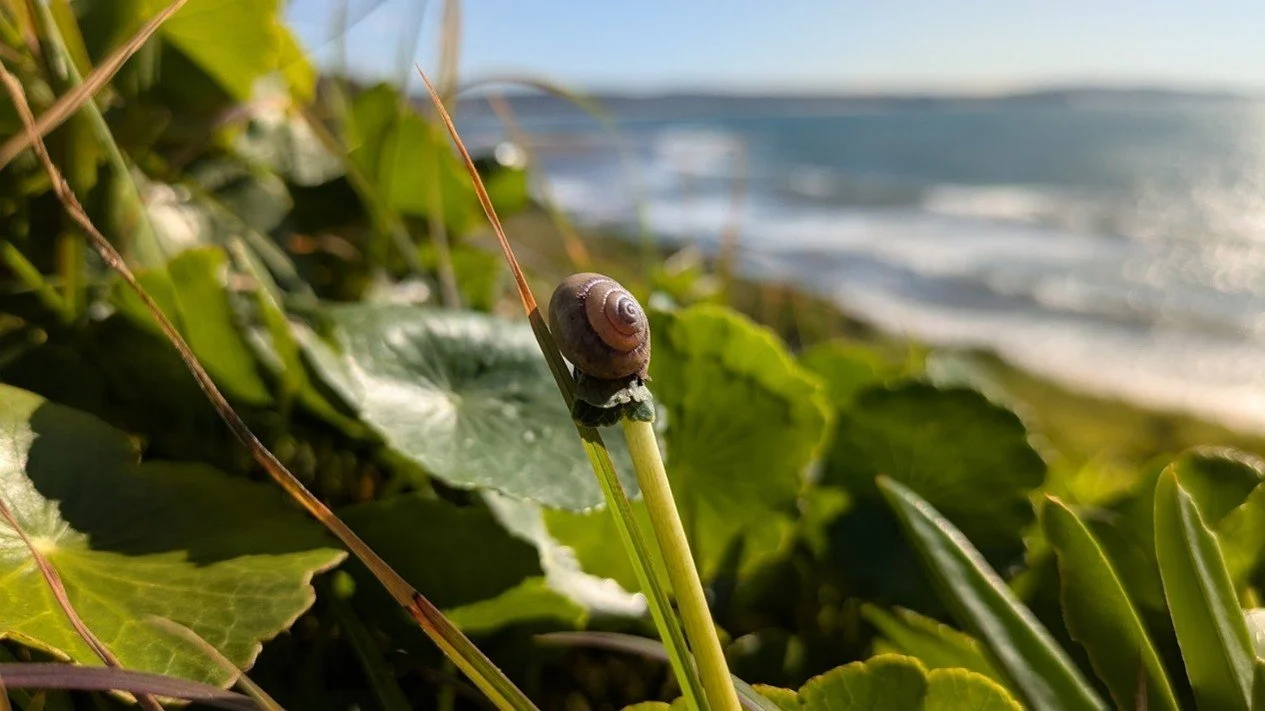Maroubra Land Snail