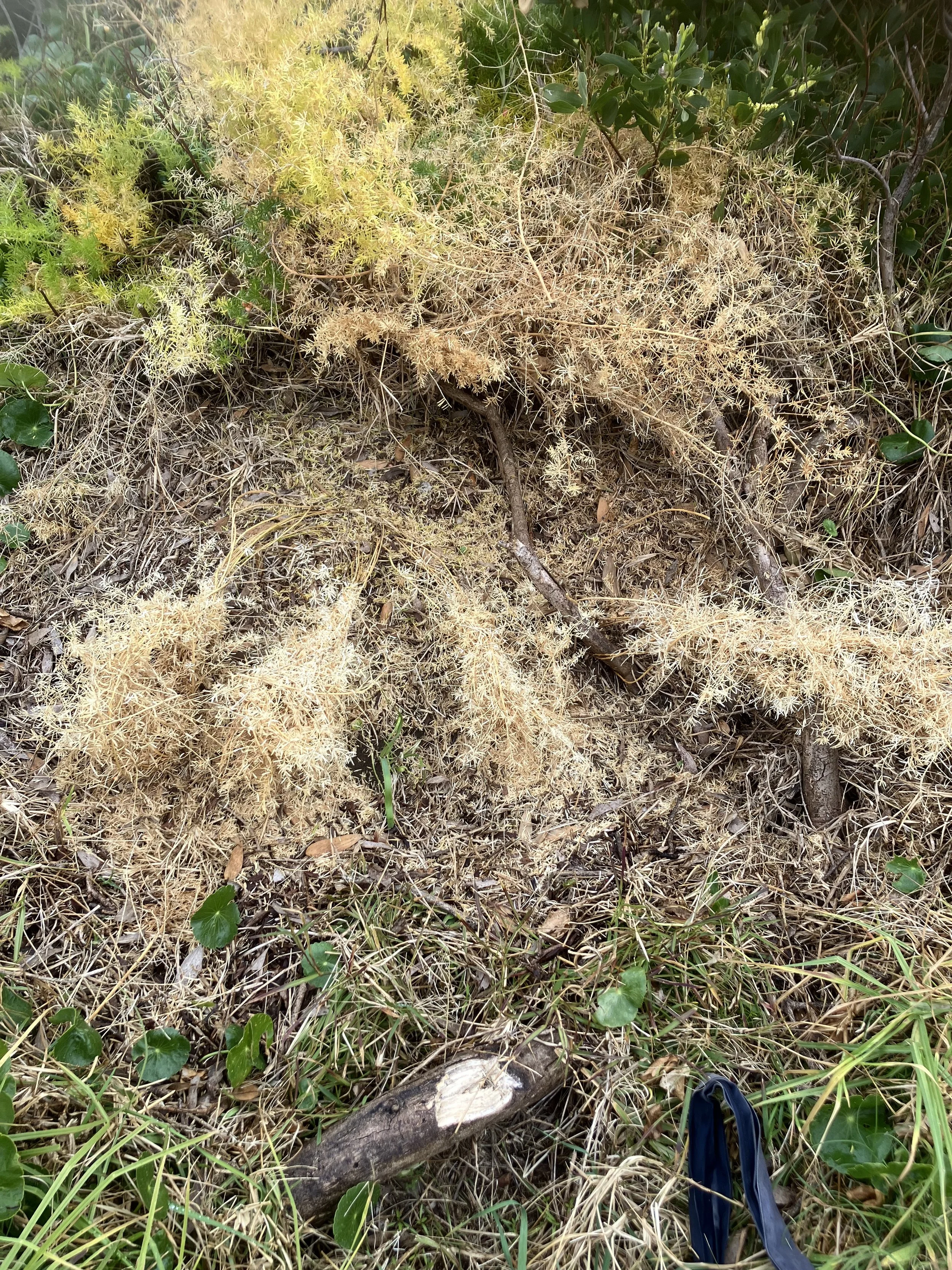 Julies-Four-dead-Asparagus-ponytails-set-and-sprayed-with-glyphosate-during-July-dead-in-august.jpeg