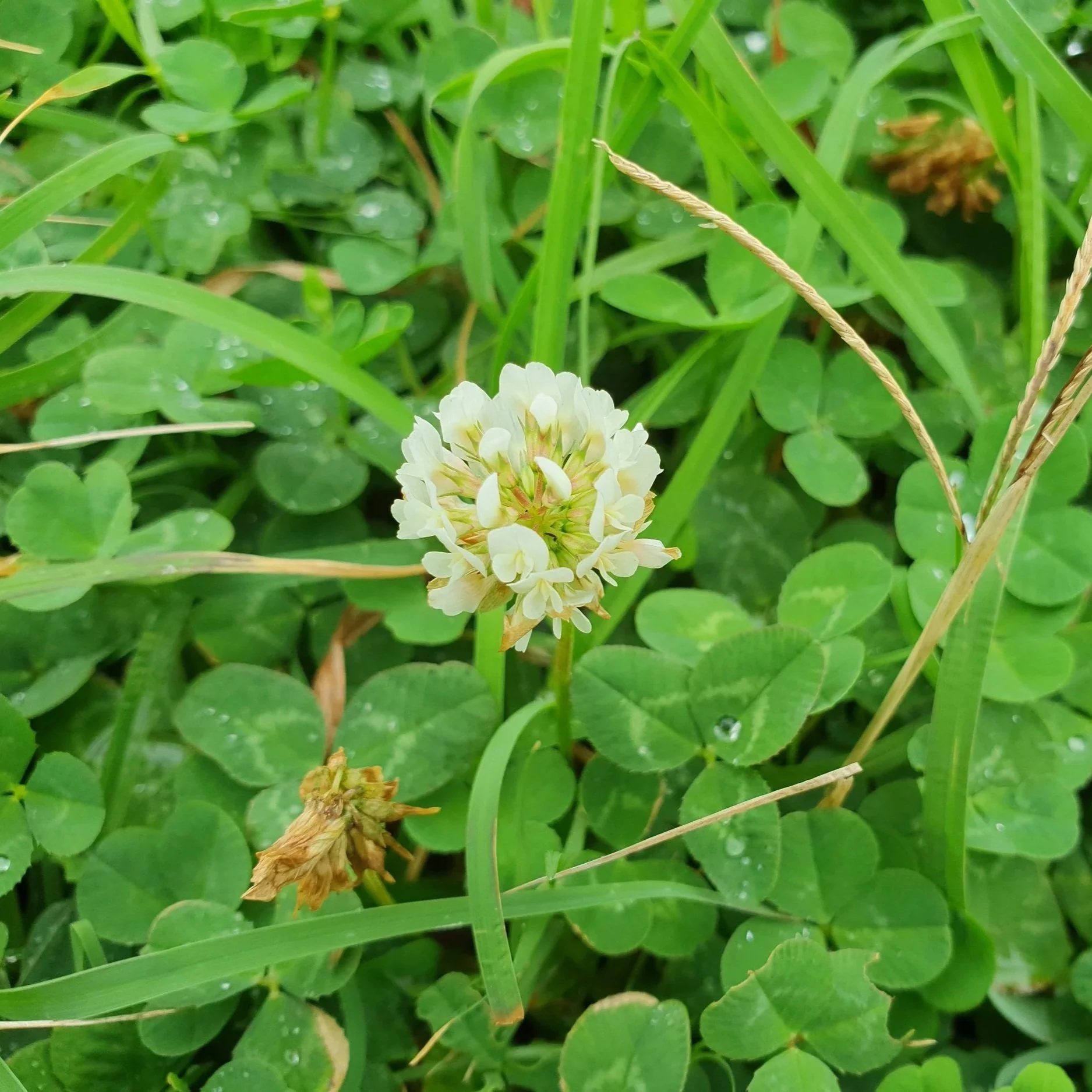 Clover (White Clover)