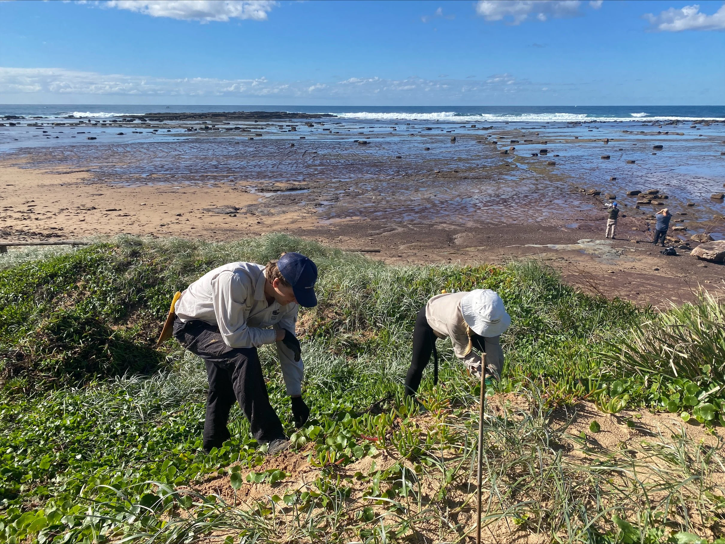reefcare-longreef-volunteers-alex-and-denise-removing-pigsface-may-2025.jpeg