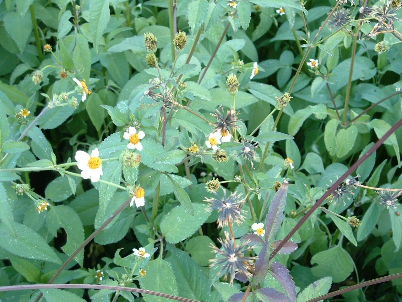 Bidens pilosa with flowers and spiky seeds