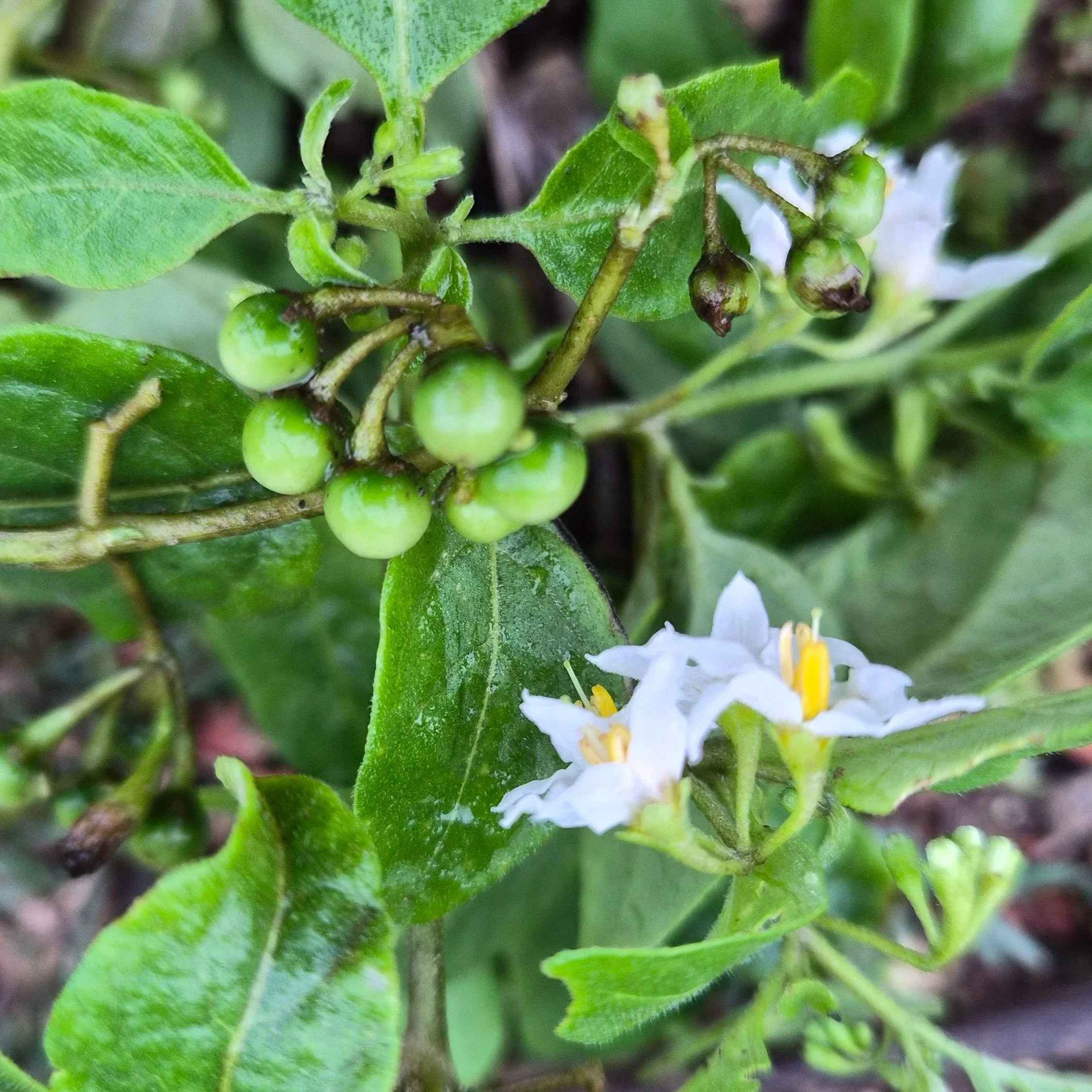 Blackberry Nightshade
