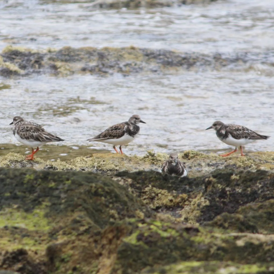 Ruddy Turnstone
