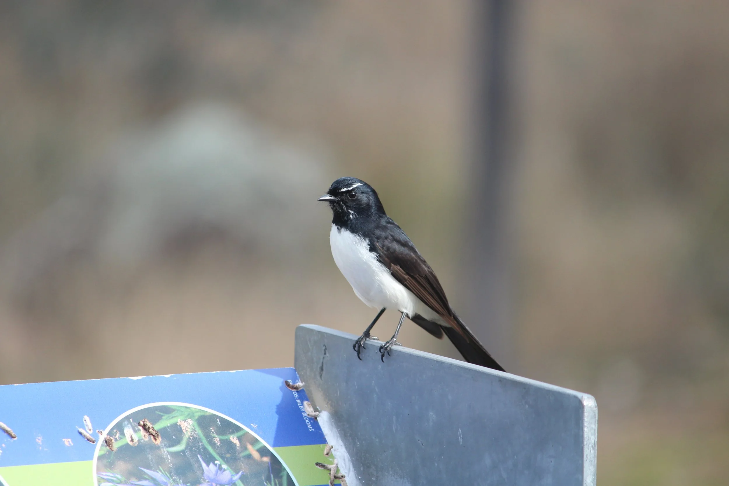 Willie Wagtail