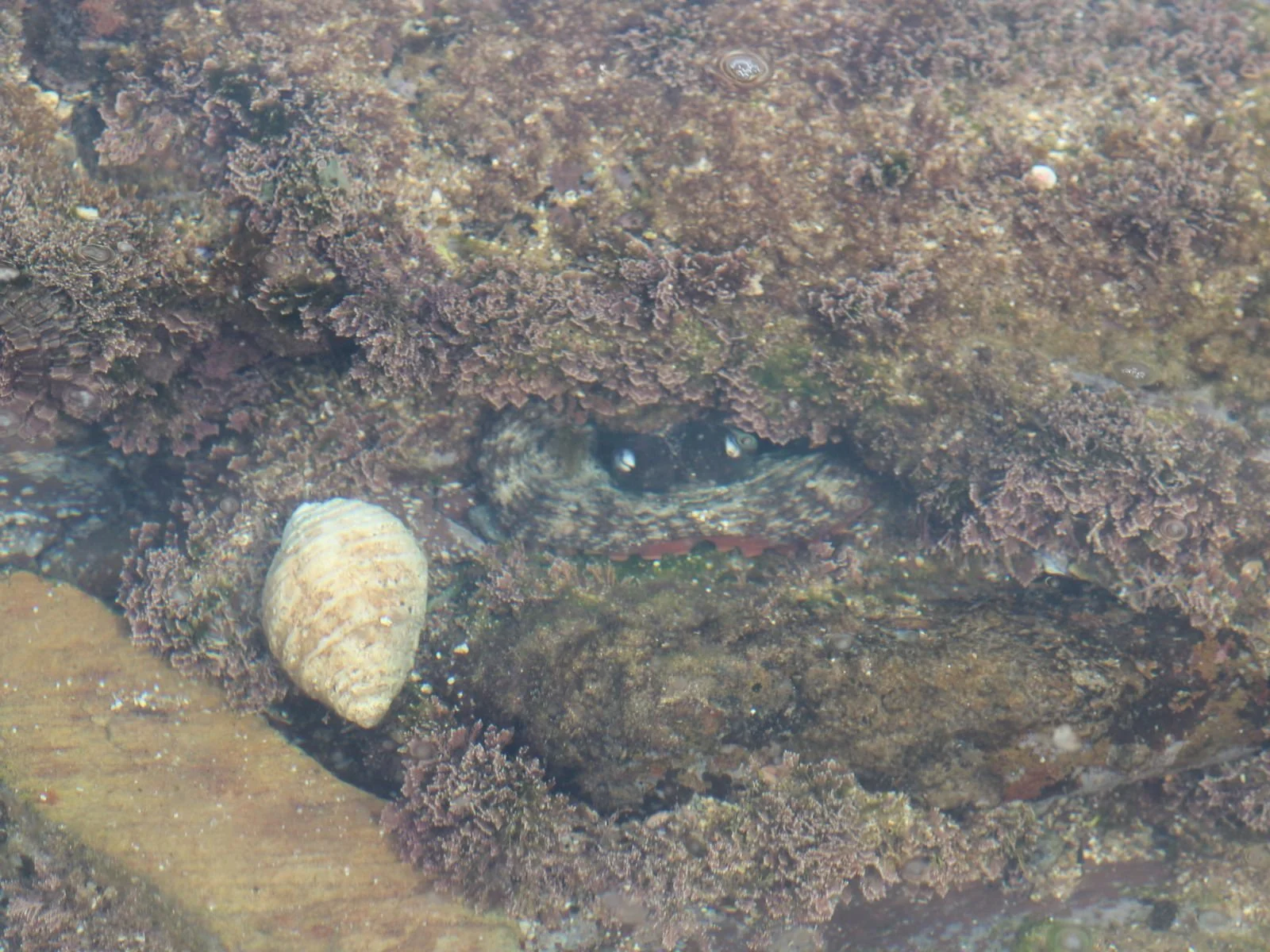 Common Sydney Octopus hiding under rock crevice