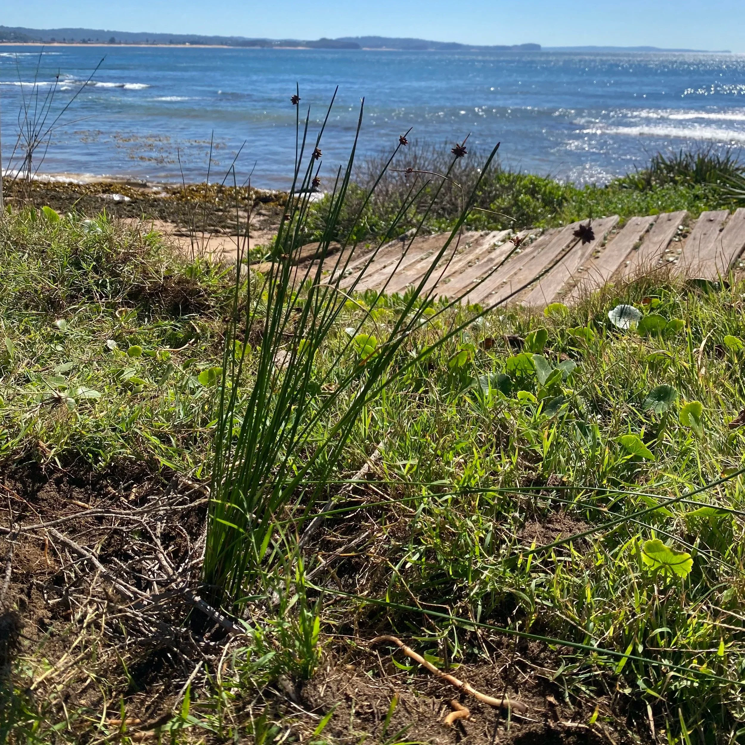 Knobby Club Rush or Knotted Club-rush planted on the grass flat
