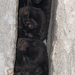 Eastern Bent-wing Bat