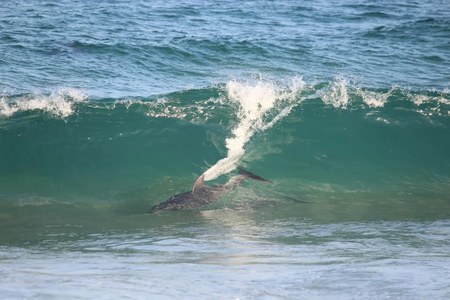 The First NSW Dolphin Census Walk