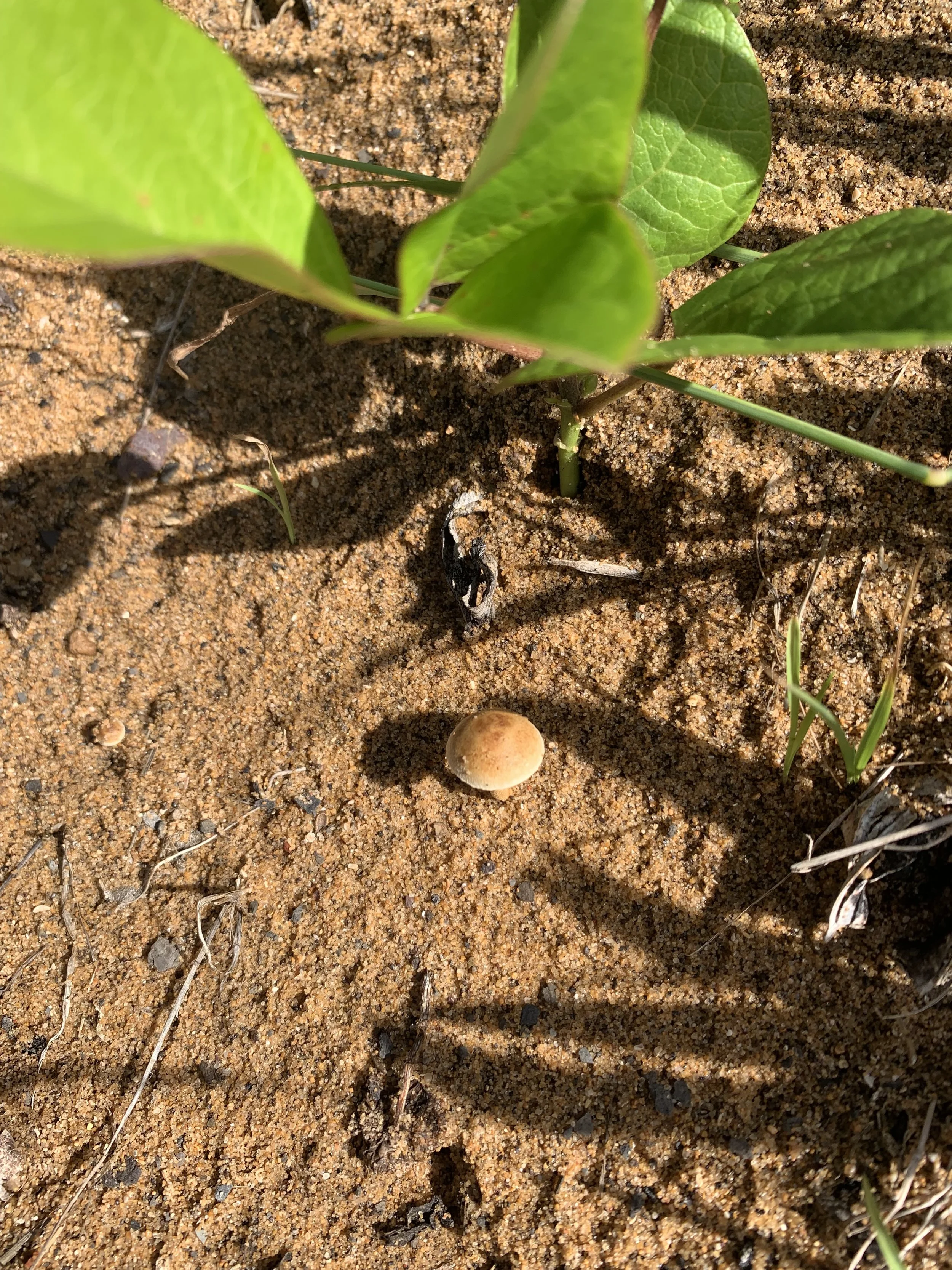 Mushroom-fungi-growing-in-sand.jpg