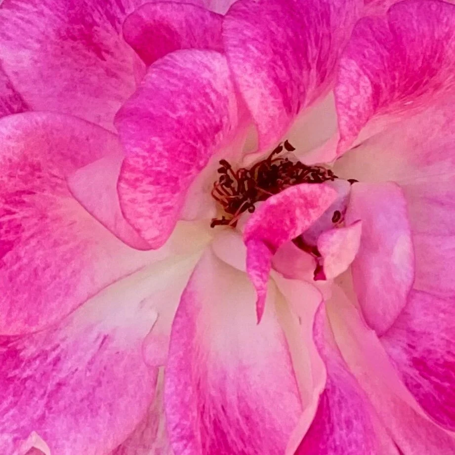 &lsquo;tis always the season to 💗 b l o o m
*
*
*
*
*
*
*
*
#wildroses #roses #rosesarerosie #bloom #blooming #seasons #seasonsgreetings #holiday #winter #winterwonderland #arizona #desertlife #yogilife #ily #loveislove #getoutside #walking #neighbo
