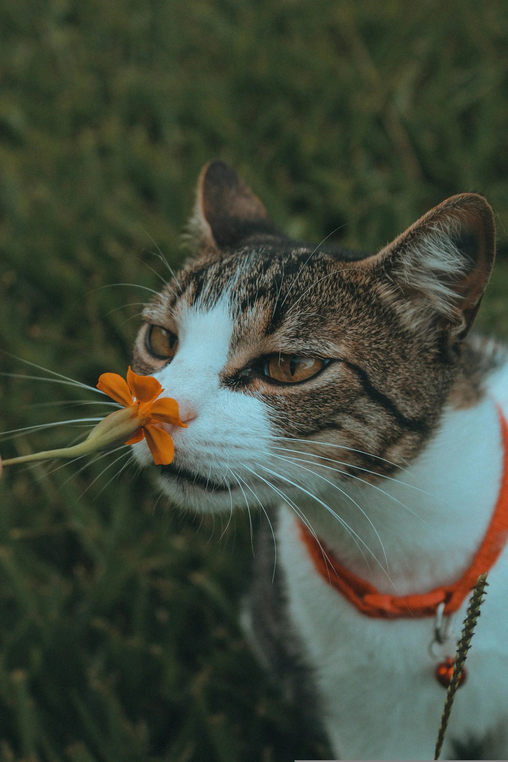 Cat smelling orange flower mobile vet home pet euthanasia services pet cremation