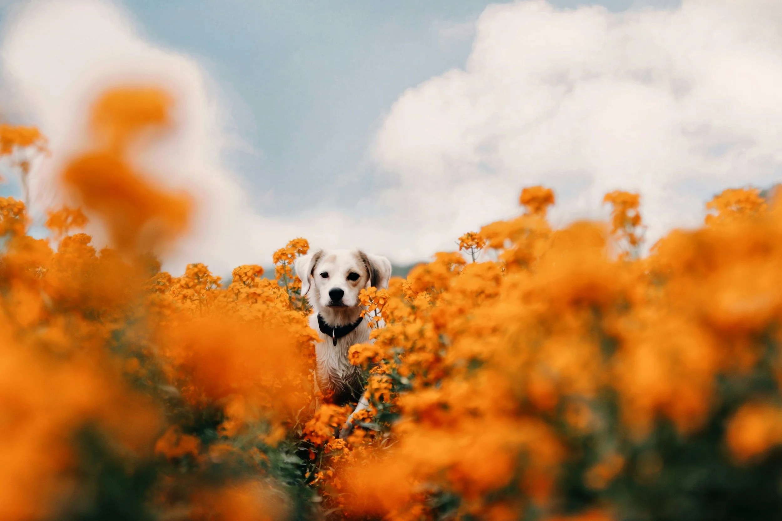 Old white brown dog in field of orange flowers mobile vet home pet euthanasia