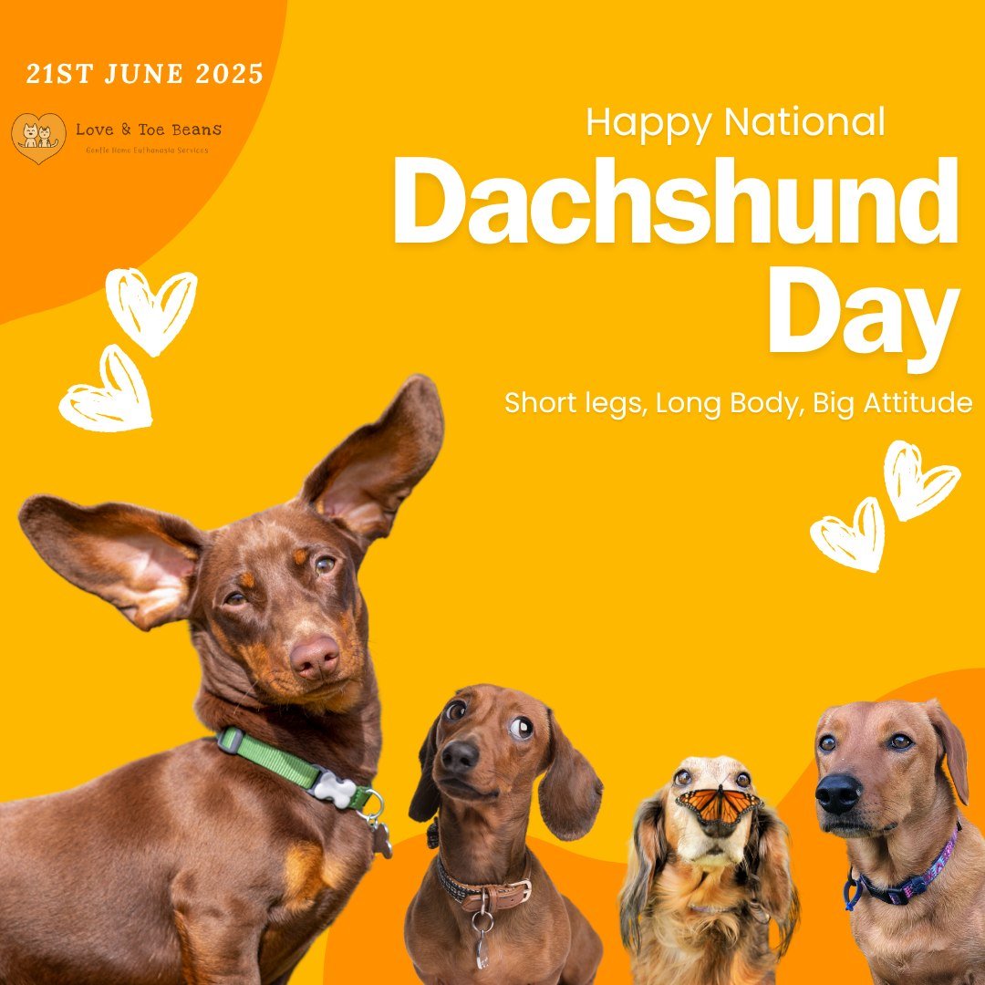 ☀️On this longest day of the year, we pause to honour the longest little companions who&rsquo;ve stretched across our hearts&mdash;our beloved dachshunds. National Dachshund Day, falling on the summer solstice, reminds us of the joy, loyalty, and lov