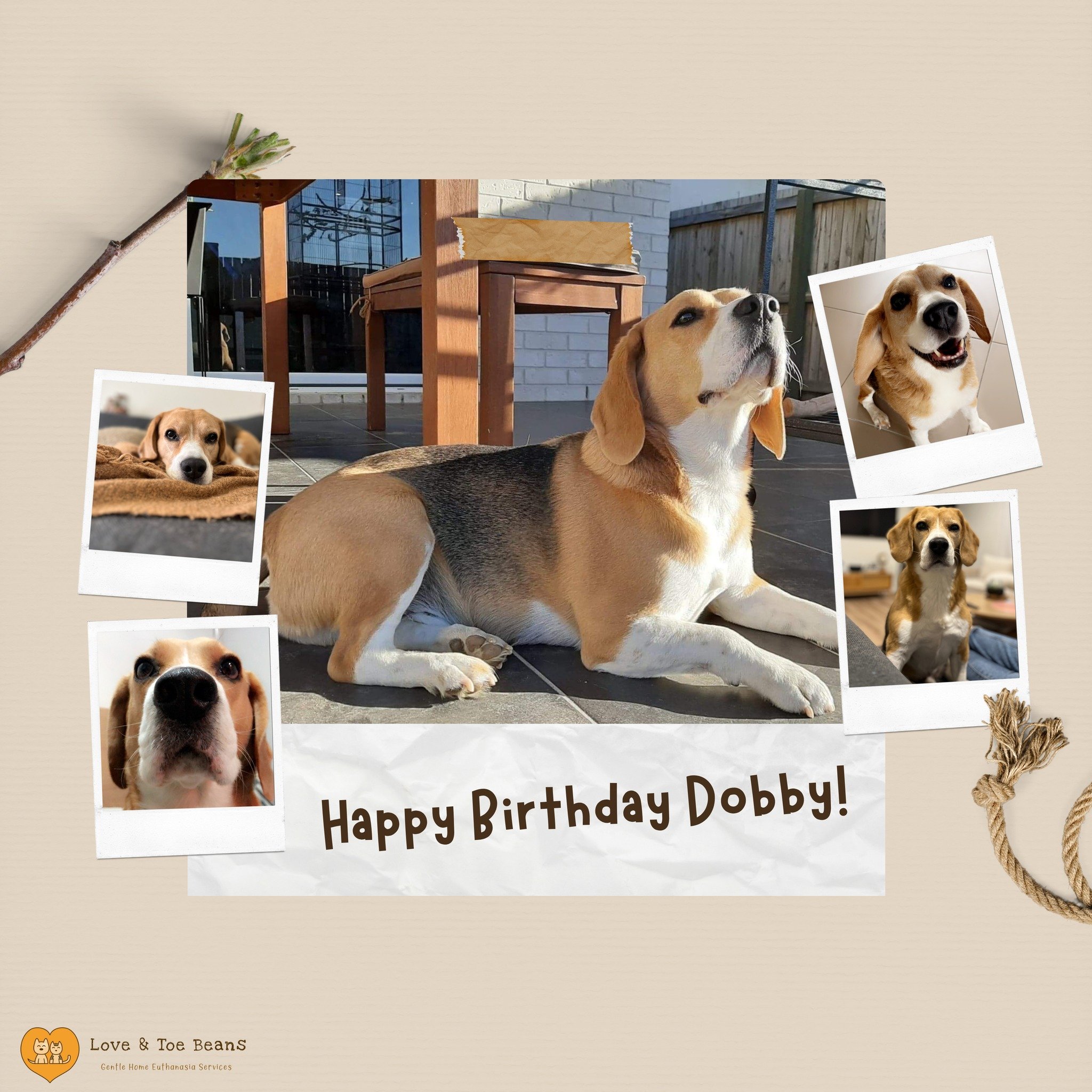 🎂 Happy belated birthday to the best beagle around 🎂

Owned by nurse Tiana, Dobby turned 11 on the weekend 🎉 This good boy likes to spend his birthday eating good snacks every year, like the foodie he is 😋❤