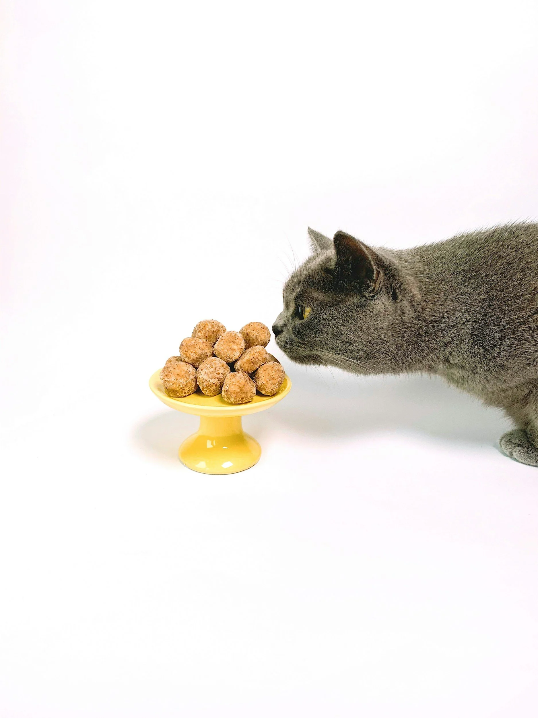 🐾 A Loving Last Meal: Honouring Your Cat Before Goodbye