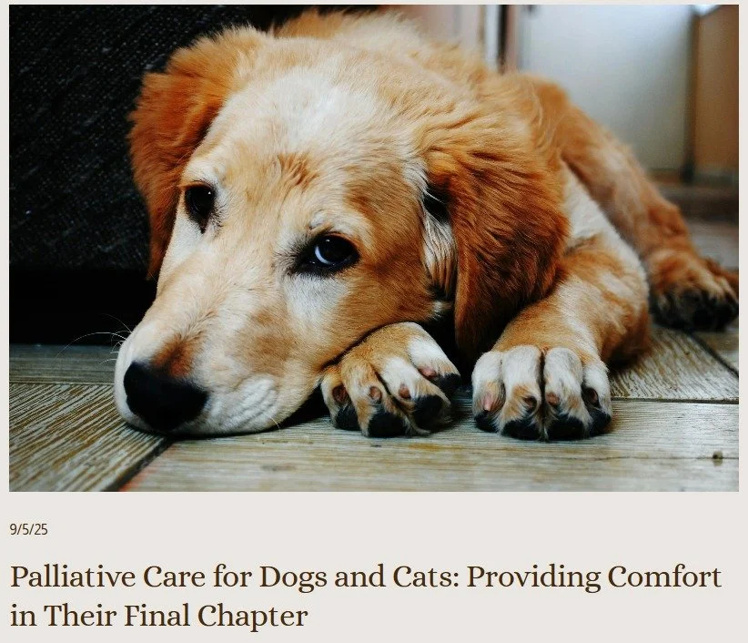 A very worthwhile read 📖💛Link in Bio or below ⬇

🔗https://www.loveandtoebeans.com.au/love-toe-beans-blog/palliative-care-for-dogs-and-cats-providing-comfort-in-their-final-chapter

 #CompassionateCare #FurEverLove #PetWellbeing #PetCareWithHeart #