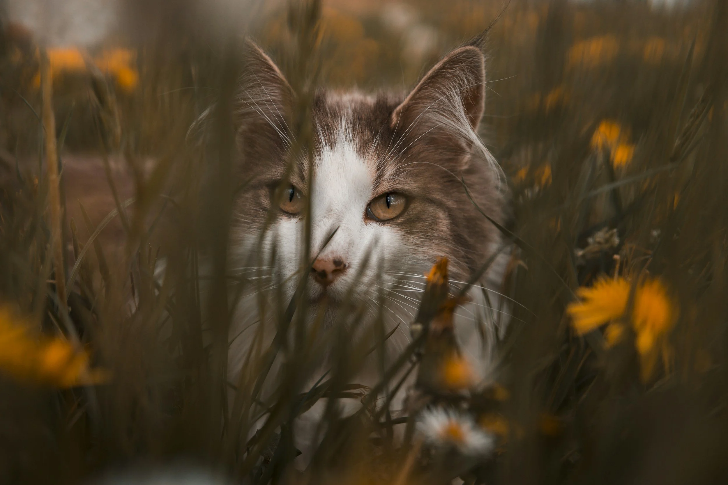 Brown and white cat in field of orange flowers