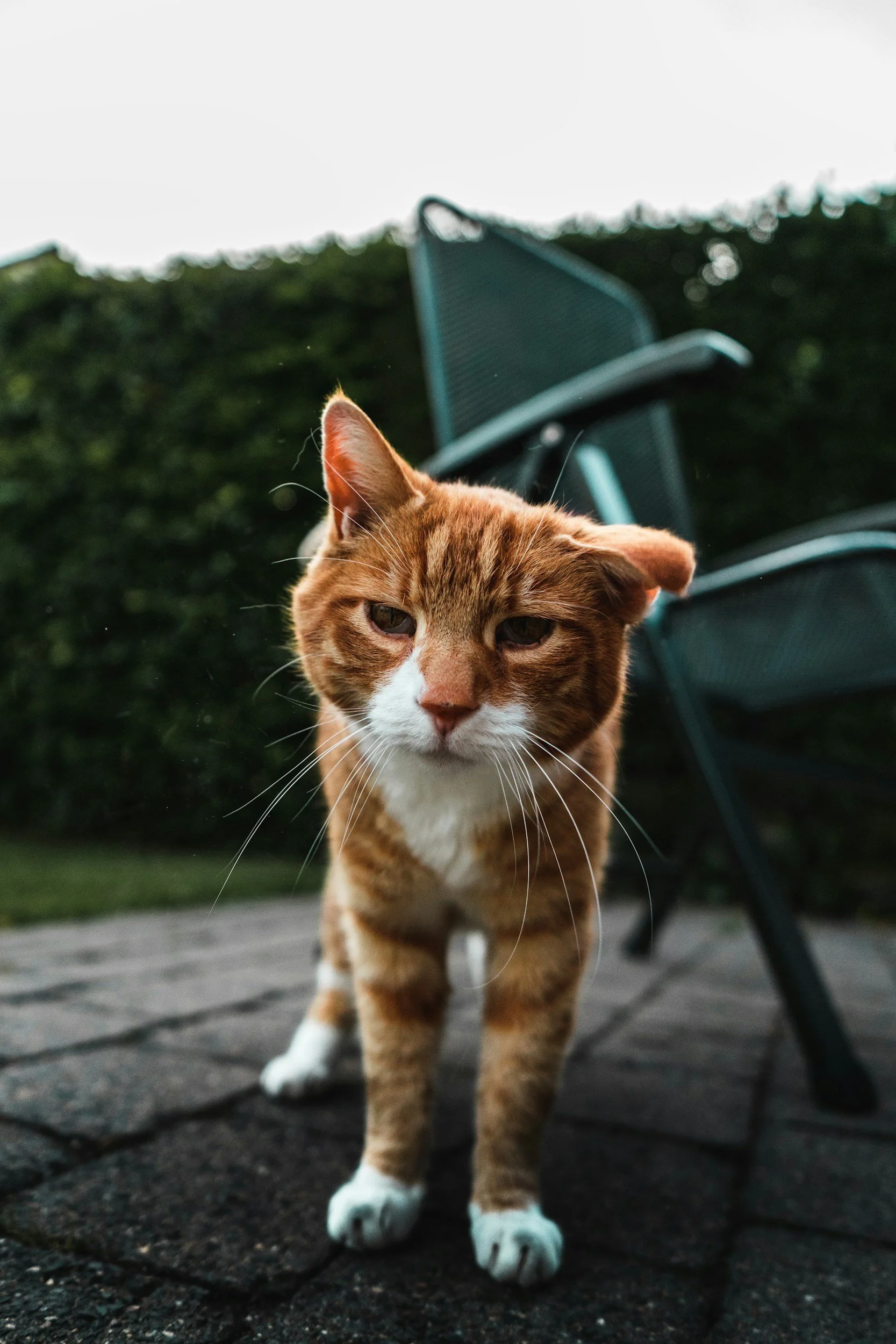 Cat Dementia: Gentle Support for Your Ageing Feline Friend