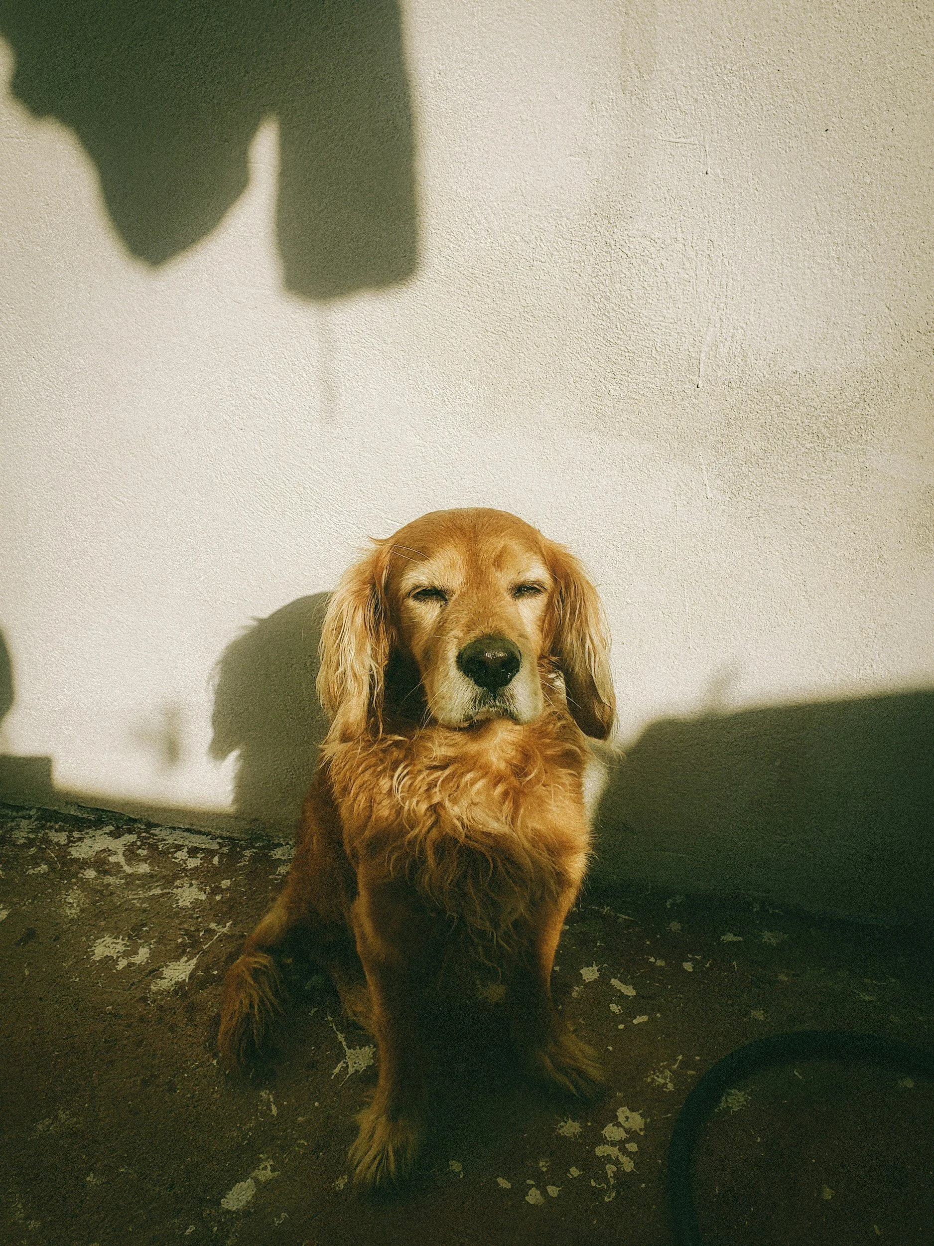 Understanding Dog Dementia: Signs to Watch For in Your Beloved Companion